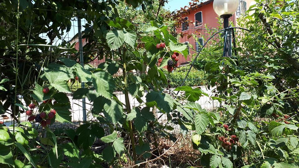 Quadrifoglio Relax ξενώνας San Donà di Piave Εξωτερικό φωτογραφία