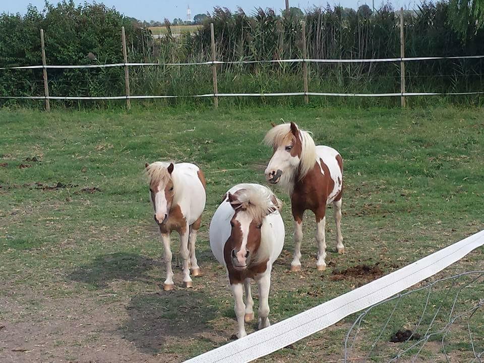 Quadrifoglio Relax ξενώνας San Donà di Piave Εξωτερικό φωτογραφία