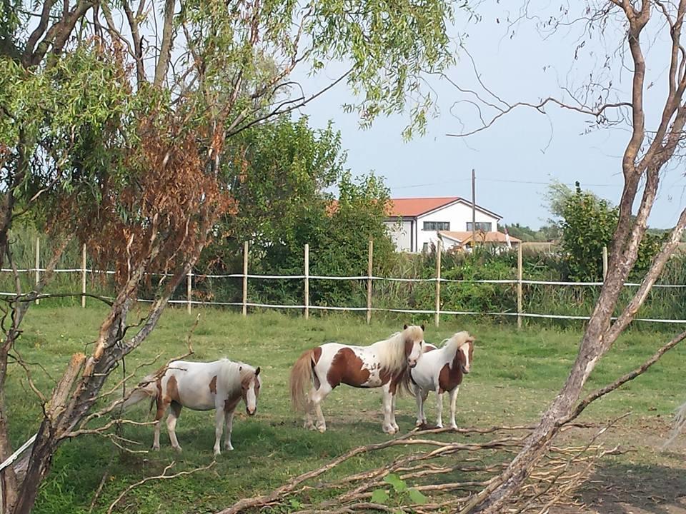 Quadrifoglio Relax ξενώνας San Donà di Piave Εξωτερικό φωτογραφία